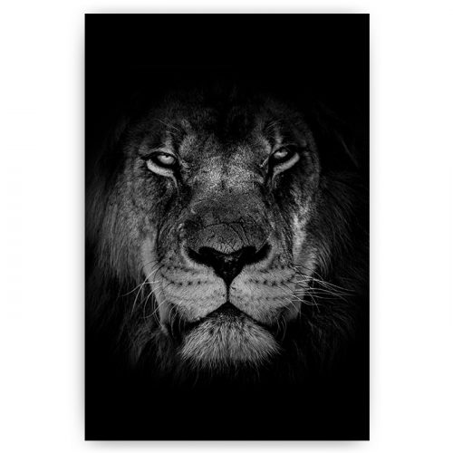 poster portret leeuw