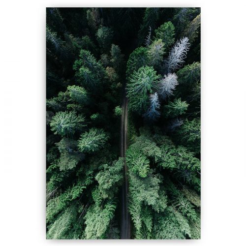 poster bos weg road forest