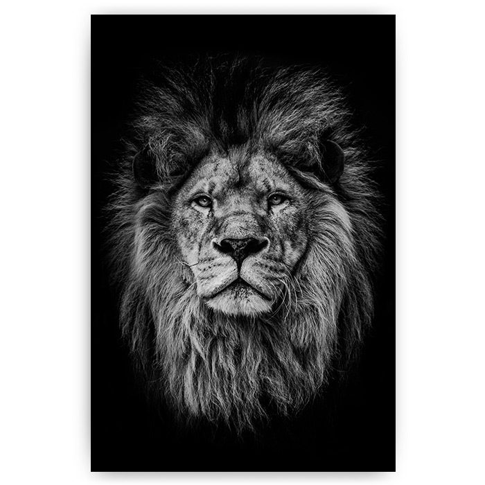 poster zwart wit leeuw