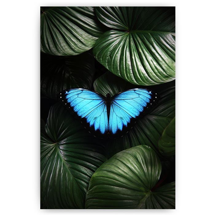 poster vlinder in jungle