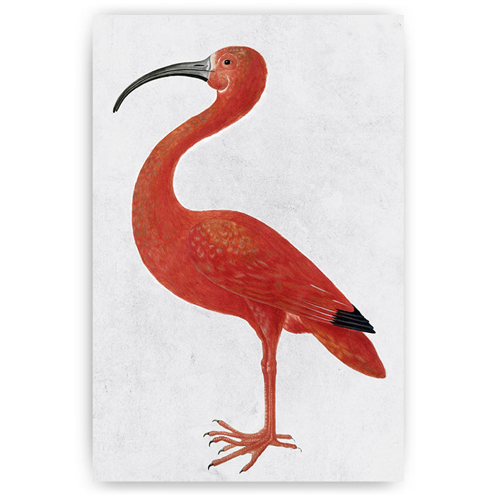 Wonderbaarlijk Poster vintage ibis vogel | Vintage posters & prints - Sfeer aan KL-56