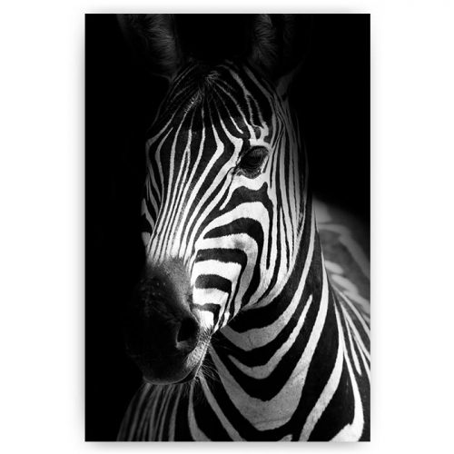 poster zebra portret