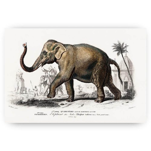 vintage getekende olifant