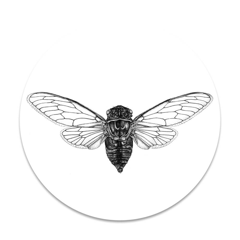 fossiel Gematigd getuigenis Vintage insect vlieg | Insecten prints - Sfeer aan de Muur