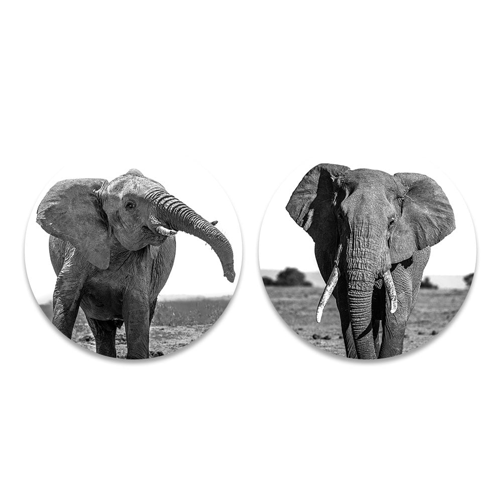 Set lopende olifanten