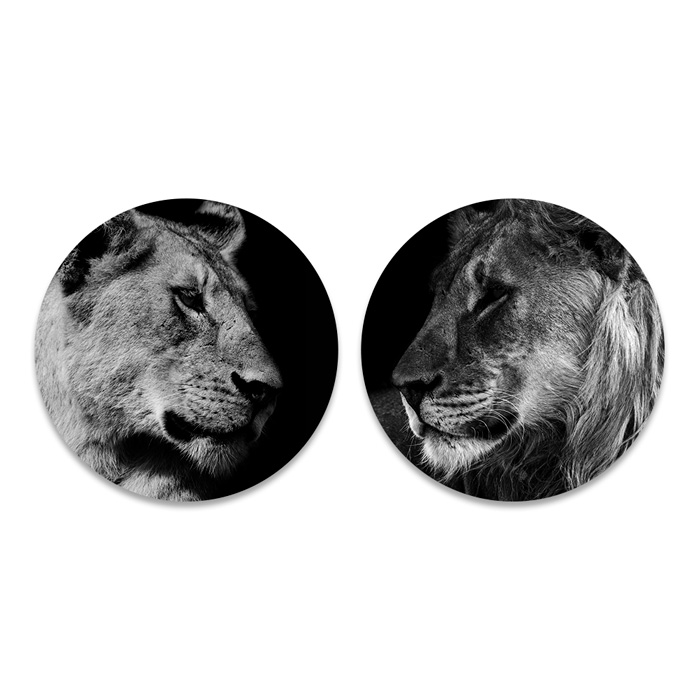 leeuw en leeuwin duo zwart wit