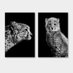 cheetah set