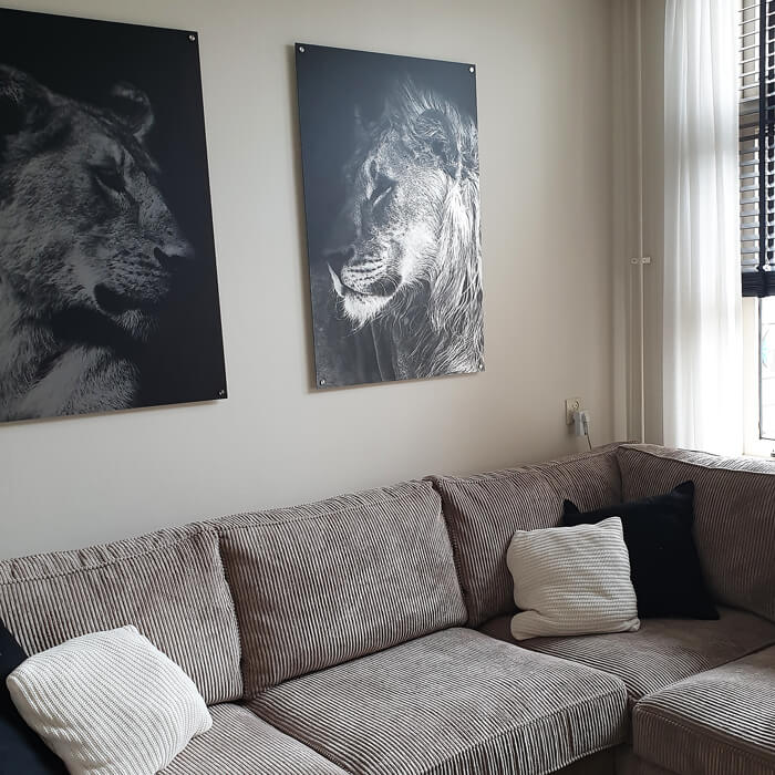 aluminium leeuwen schilderijen met reflectie in woonkamer