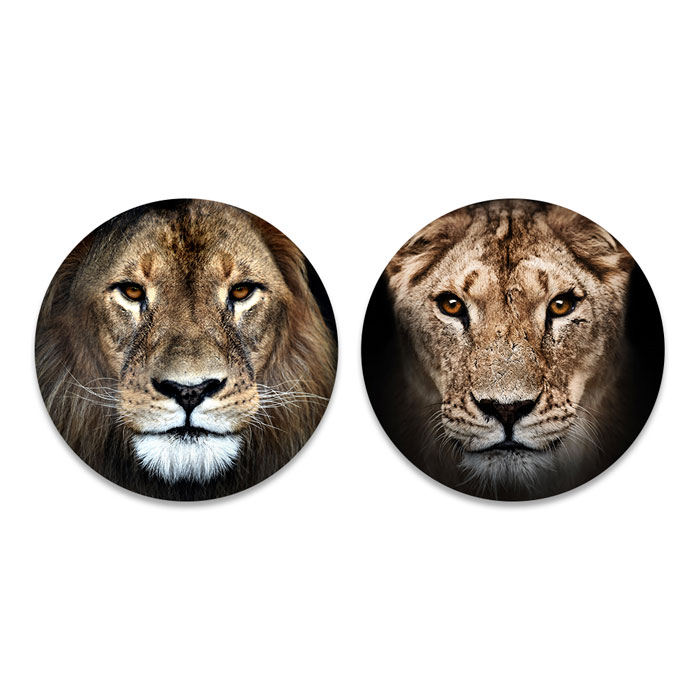 Set leeuw en leeuwin met bruine ogen