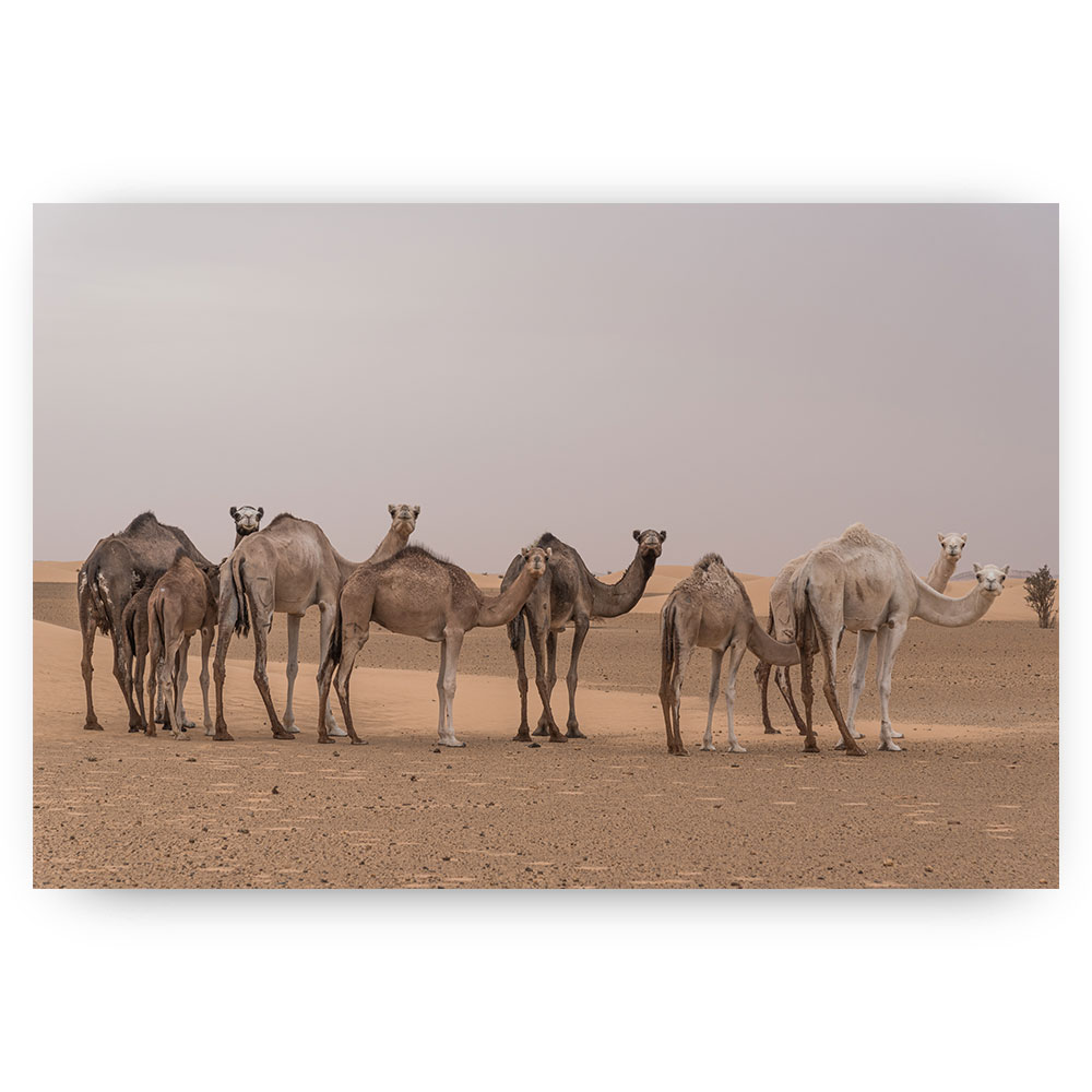 kamelen sahara